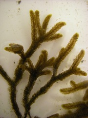 Cladostephus spongiosus