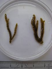 Cladostephus spongiosus