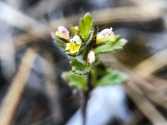 Euphrasia subarctica