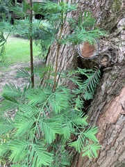 Metasequoia