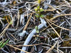 Euphrasia subarctica