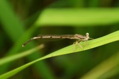 Platycnemis phyllopoda