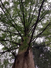 Metasequoia
