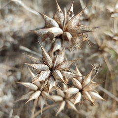 Moluccella spinosa