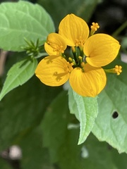 Sclerocarpus papposus