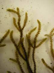 Cladostephus hirsutus