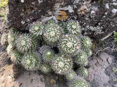Mammillaria knippeliana