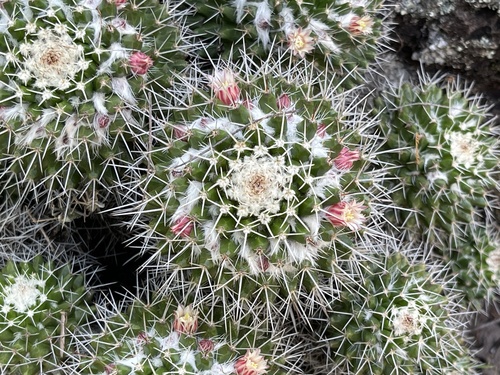 Mammillaria knippeliana