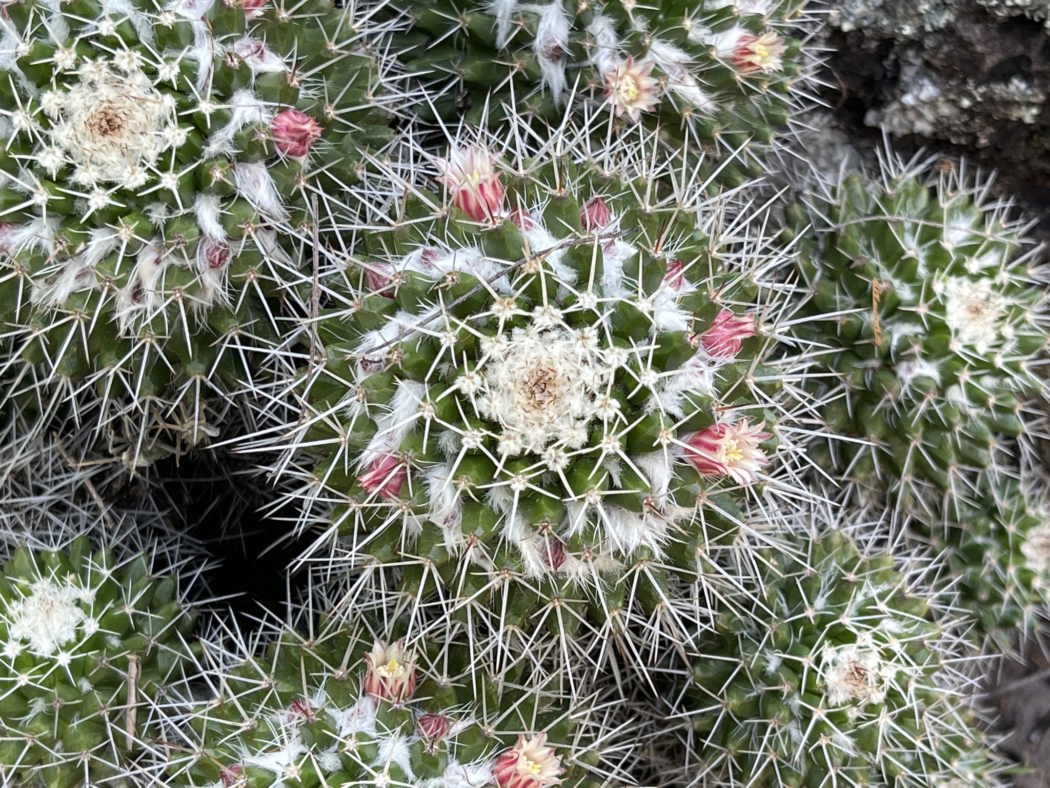 Mammillaria knippeliana  iNaturalist