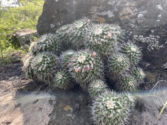 Mammillaria knippeliana
