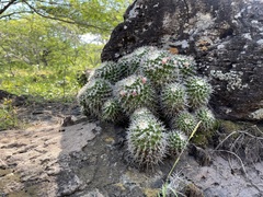 Mammillaria knippeliana