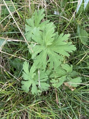 Geranium palustre