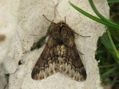 Apocheima hispidaria