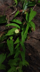 Merremia verruculosa