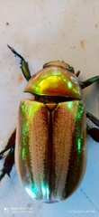 Pelidnota