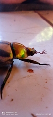 Pelidnota