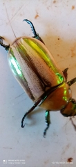 Pelidnota