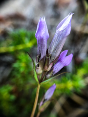 Gentianella propinqua