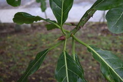 Ficus obtusifolia