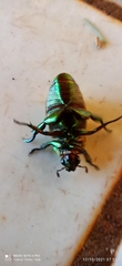 Pelidnota