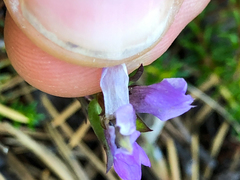 Gentianella propinqua
