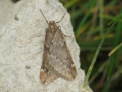 Alsophila aescularia