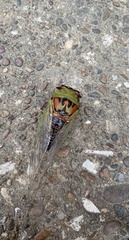 Megatibicen pronotalis