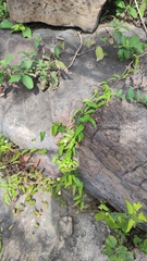 Merremia verruculosa