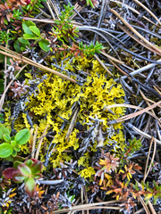 Vulpicida juniperinus