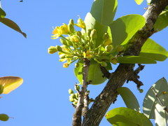 Ochna obtusata