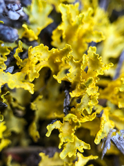 Vulpicida juniperinus