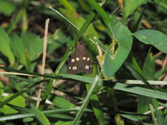 Dysauxes punctata