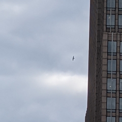 Falco peregrinus