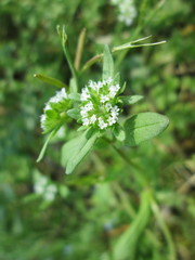 Valerianella locusta