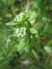 Valerianella locusta