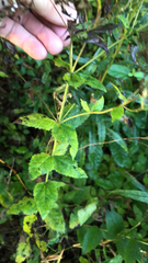 Eupatorium rotundifolium