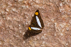 Adelpha iphicleola
