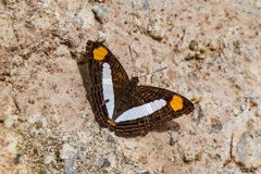 Adelpha iphicleola