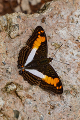 Adelpha iphicleola