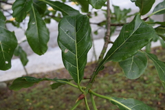 Ficus obtusifolia