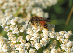 Andrena schencki
