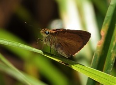 Euphyes dukesi calhouni