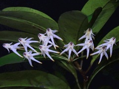 Hoya multiflora