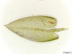 Anomobryum concinnatum