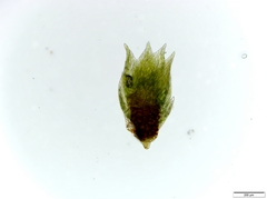 Anomobryum concinnatum