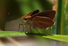 Euphyes dukesi calhouni