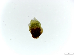 Anomobryum concinnatum