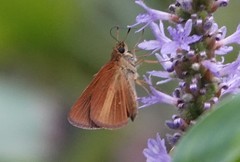 Euphyes dukesi calhouni