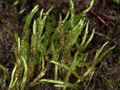 Anomobryum concinnatum
