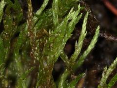 Anomobryum concinnatum